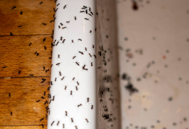Best Exterminator Services  in Gloucester Courthouse, VA