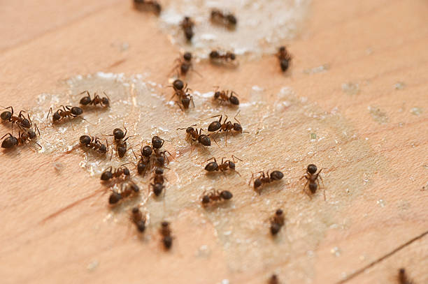 Professional Pest Control in Gloucester Courthouse, VA